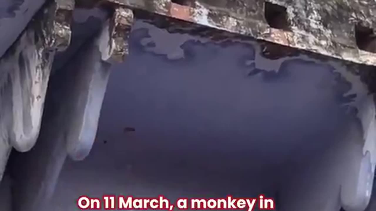 Monkeys in India have learnt that they can steal people's phone and negotiate there return for food
