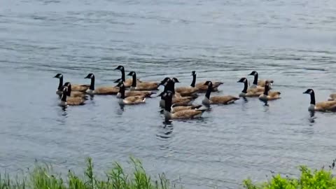 Canada Geese