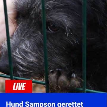 GOOD NEWS - Hunderettung in Schottland #goodnews #positivevibes