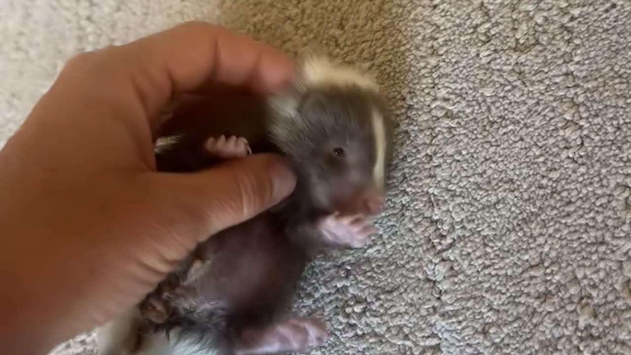 Lefty the Skunk at 8 Weeks Old