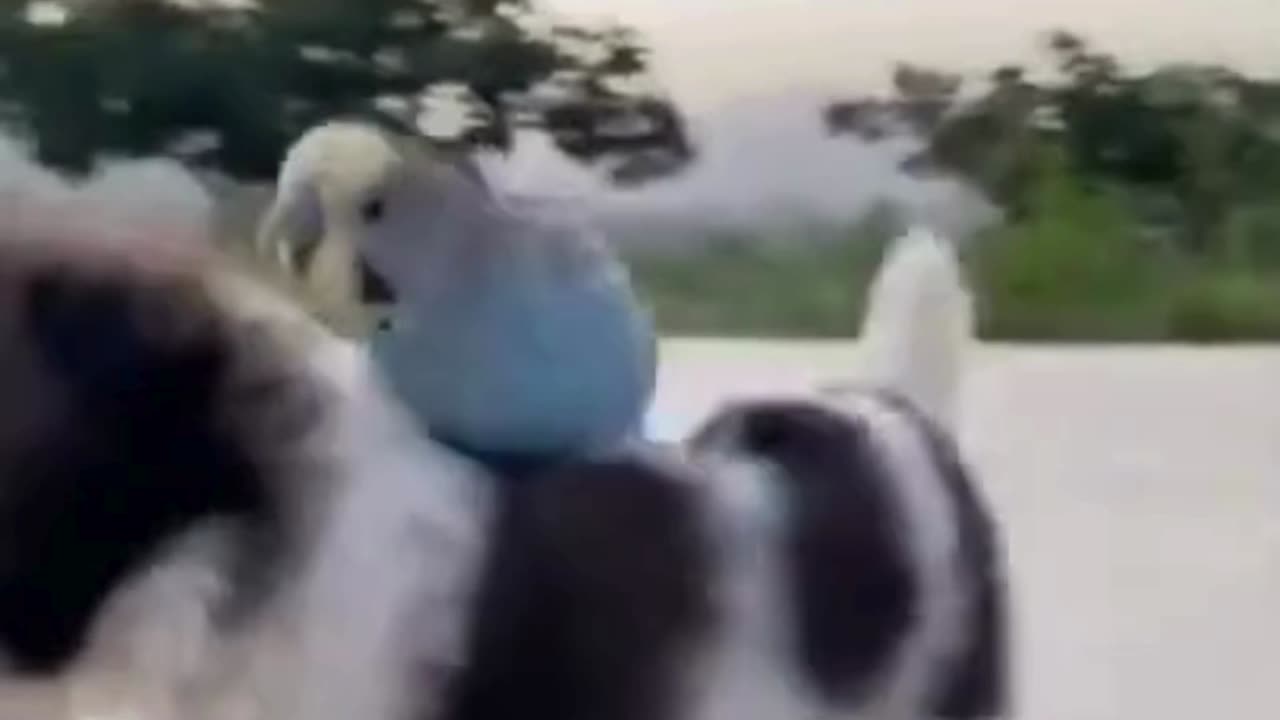 Puppy vs. Parrot: An Epic Battle of Cuteness and Chaos!