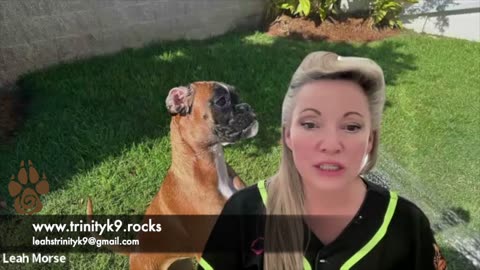 Preview of Honey's first Birthday. Upcoming Video featuring the developmental stages of puppies.