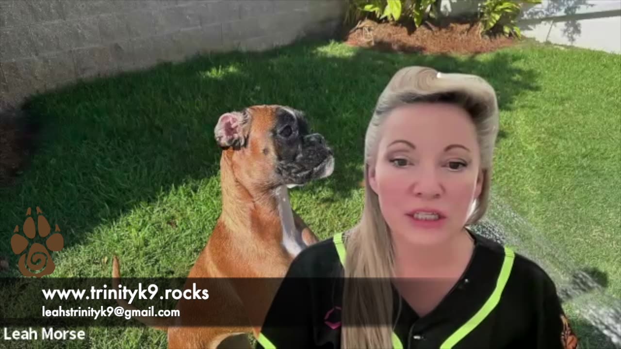 Preview of Honey's first Birthday. Upcoming Video featuring the developmental stages of puppies.