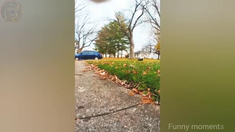 🤣Funny Animals Videos 16🤣