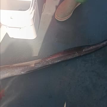 American eel