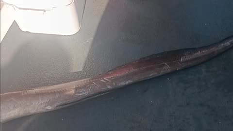American eel