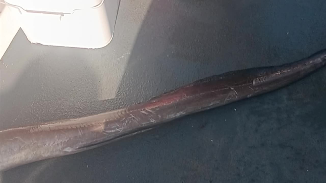 American eel