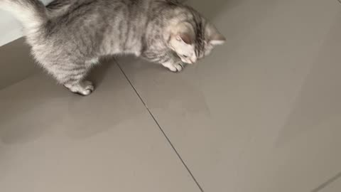 Little Paws, Big Pull! 🐾