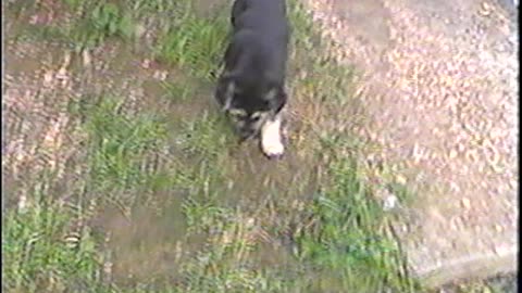2002-VA-Puppies-15