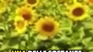 I benefici dell'esporsi alla luce solare