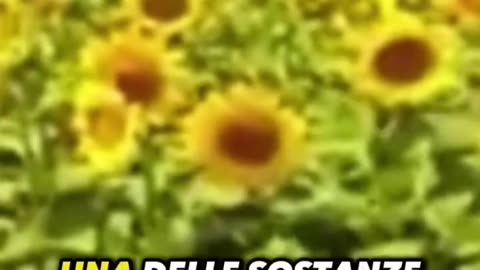 I benefici dell'esporsi alla luce solare