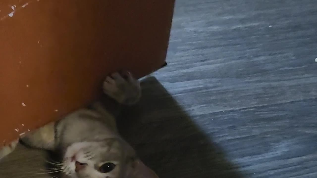 Cat Has Survival Instincts of a Door Stop