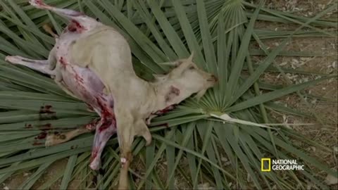 Blood Warriors (Full Episode) | Primal Survivor