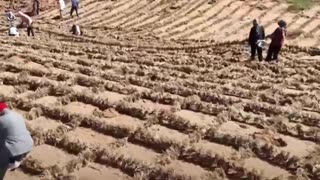 Una muralla china, pero para detener el desierto
