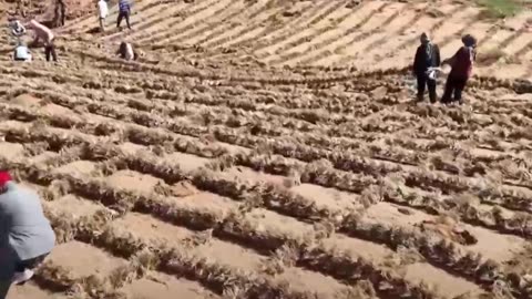 Una muralla china, pero para detener el desierto