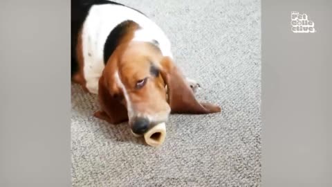 Pets That Are Afraid of Nothing 54