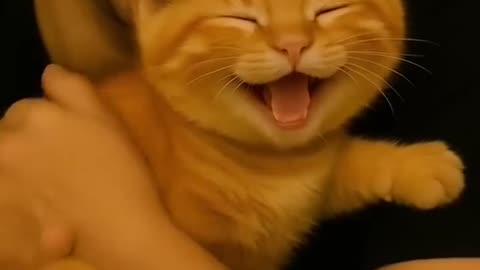 Kitten Saved by a Monkey, Reunited with His Owner 🐒💛 - 4k