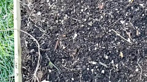 Early spring gardening starting from kitchen
