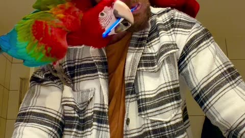 Parrot Brushing a Guy's Teeth