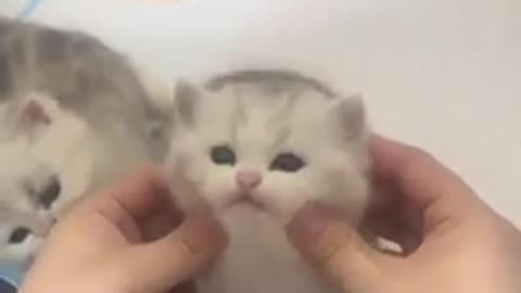 Pets Who Are Secretly Comedians Part 1
