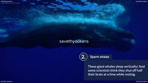 How Different Animals Sleep In The Ocean Oceana Canada