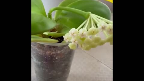 #Hoya Surprises: Hoya Pachyclada 🌸Fully open #flowers #hoyaplant #houseplants #greenhouse