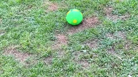 Dogs are afraid of toys#dog#funny#funnyanimals#funnypets