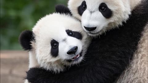 Lin Lin Panda