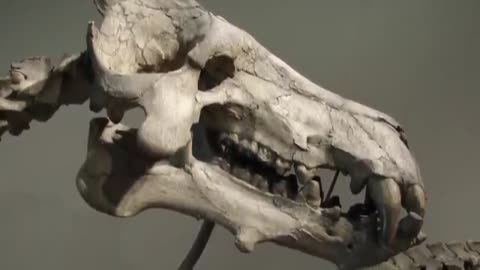 These Animals Were Bigger Than You Can Imagine! (Part 2)