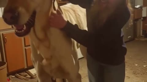 Meet Titan – The World’s Most Lovable Giant Dog 🐕‍🦺💙