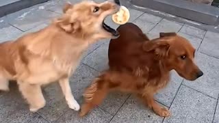 😂🐶 Oh No! He Thought He Got Away With It! | FunFM