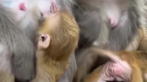 Mother love