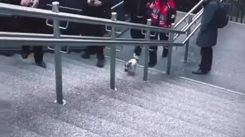 🐶🤣 This Dog's DIY Fun Will Make You LOL! | FunFM