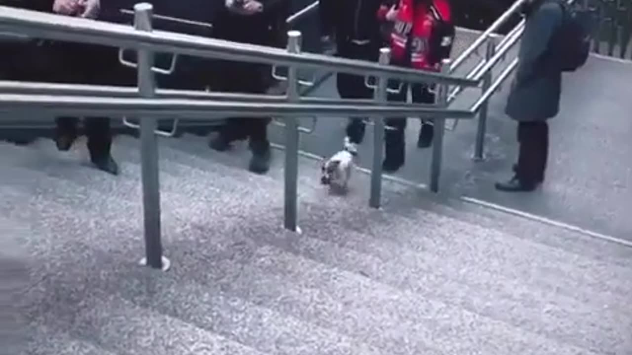 🐶🤣 This Dog's DIY Fun Will Make You LOL! | FunFM