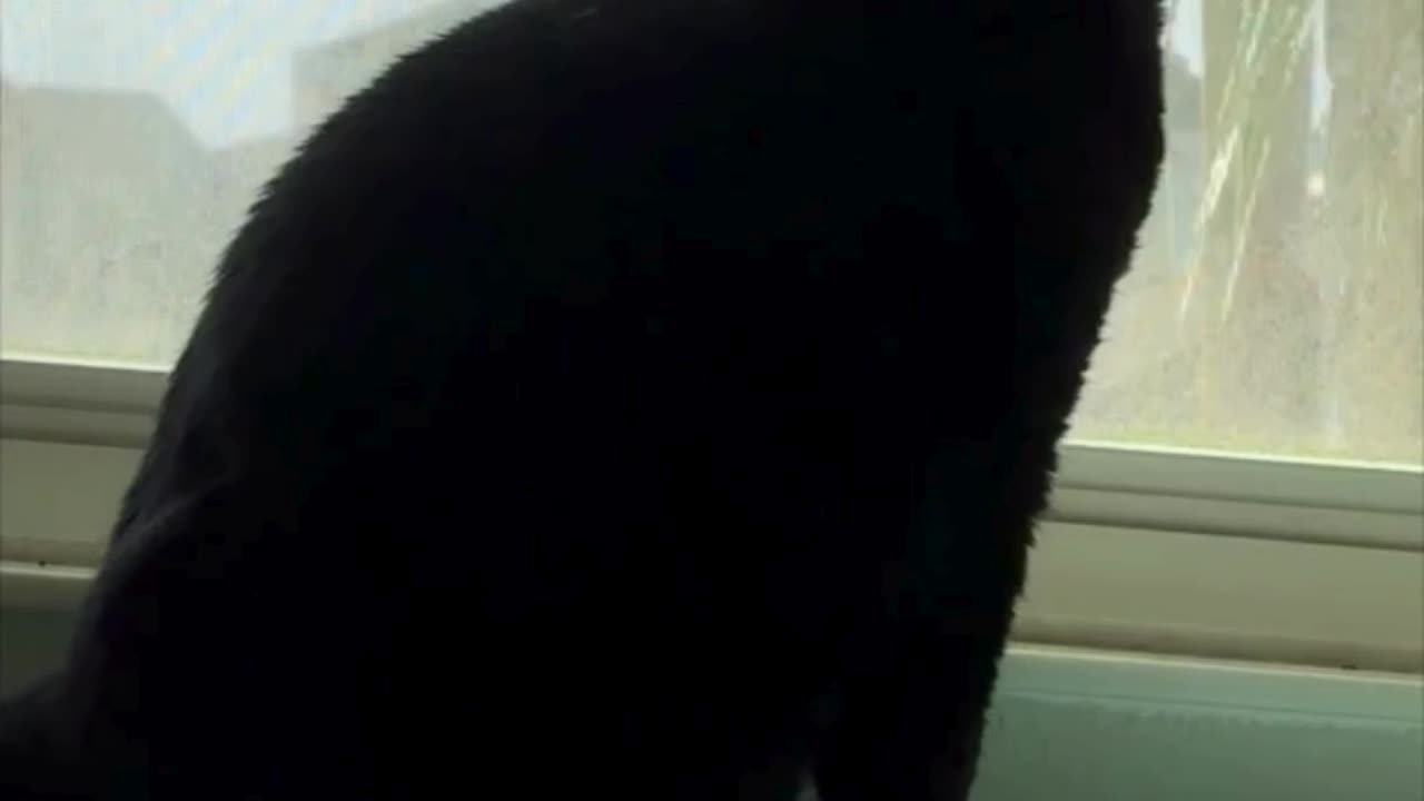 Cute Precious Piper Cat Views the Area From Her Spa - Adopting a Cat from a Shelter Vlog #shorts