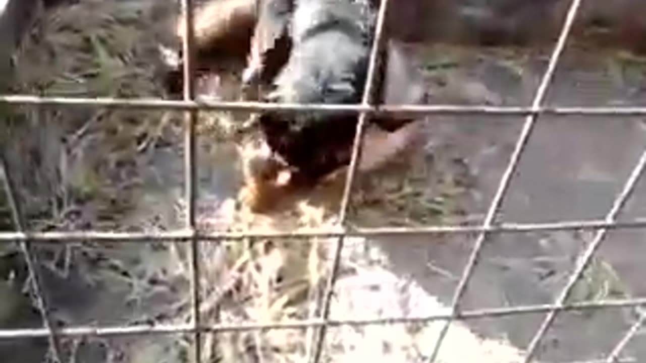 Jagd vs fox test