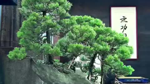 A quiet and peaceful life