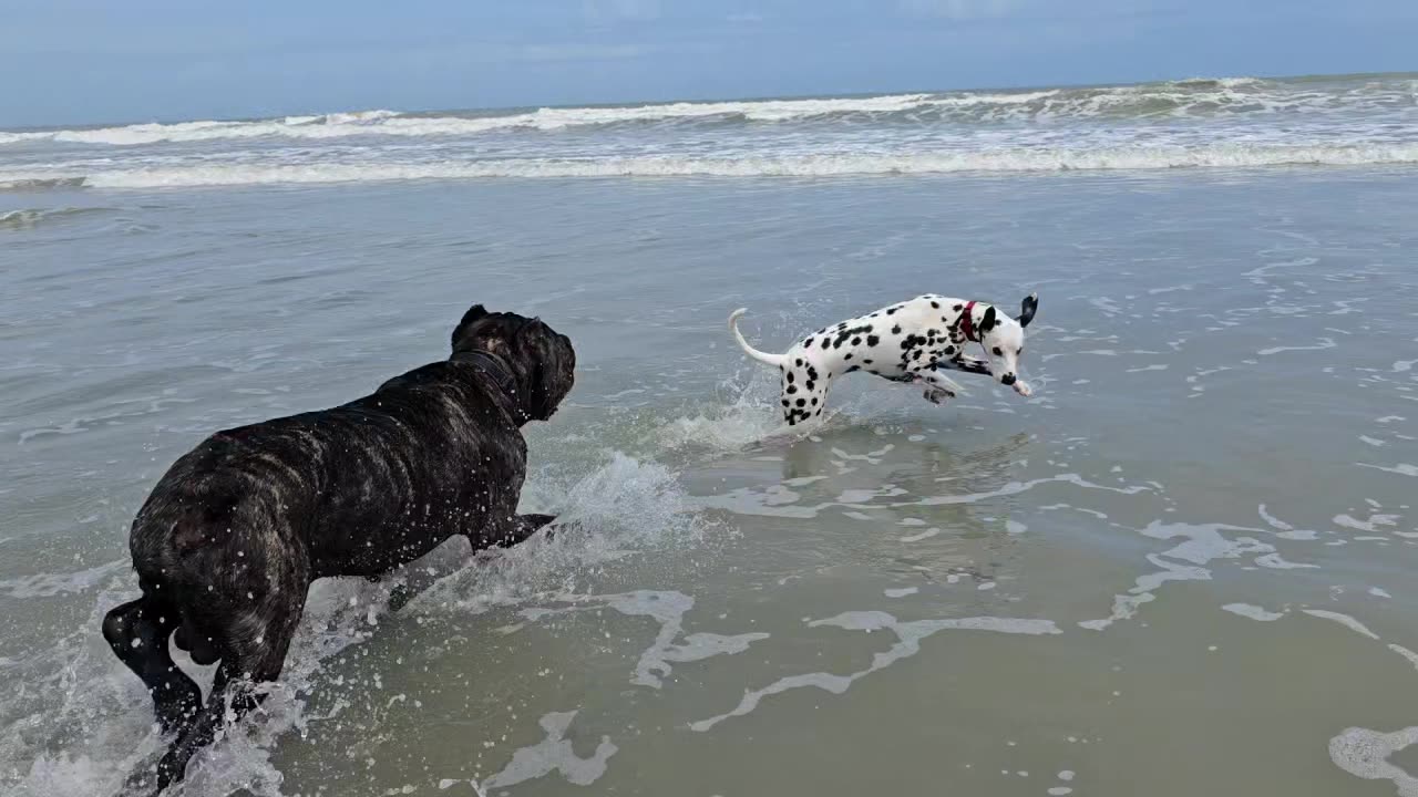Luna More Chasing Around The Beach Time