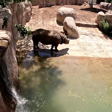Rhinoceros at El Paso Zoo in Texas
