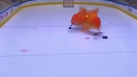 🐟🏒 Goldfish Play Hockey While Cats Watch 😺😂