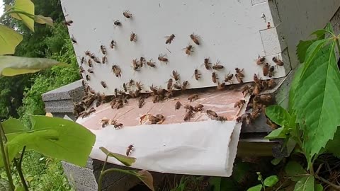 Bee Break #10 with a Pollen Patty