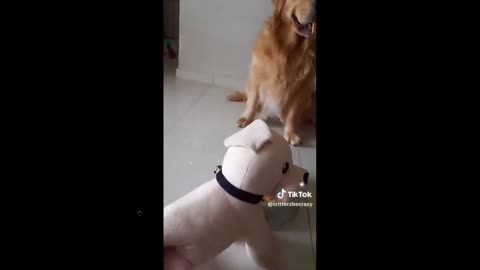 Had no idea dogs would get food out of their mouths if they saw this... hmmm