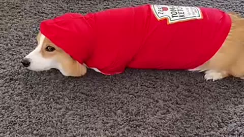 Funny animal video😍