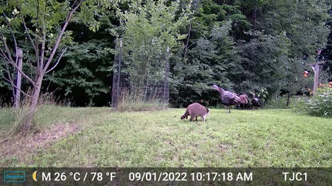 Turkeys/Raccoon Standoff