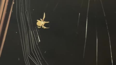 ✨🕷️ Watch a Spider Build Its Web Outside My Apartment! | FeedMyCuriosity