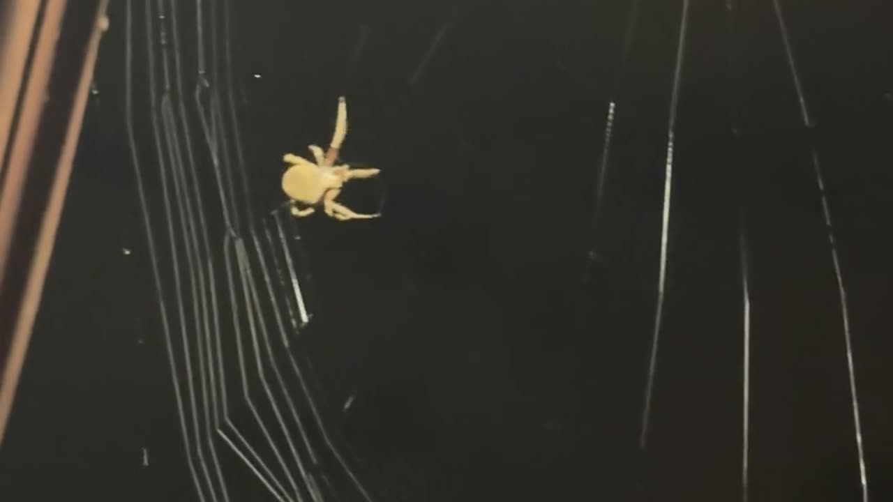 ✨🕷️ Watch a Spider Build Its Web Outside My Apartment! | FeedMyCuriosity