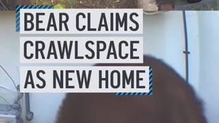 🐻⁠ Large Bear takes up residence under Altadena home, startles homeowner 11.24.25