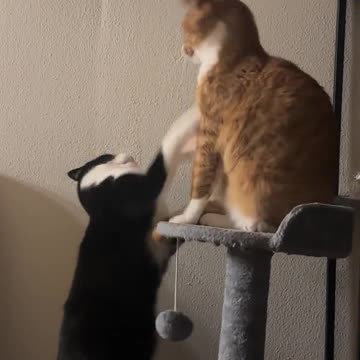 Fighting two cats very seriously😹😂😻