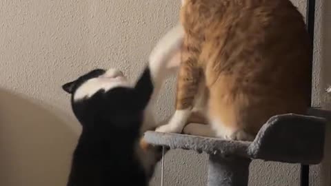 Fighting two cats very seriously😹😂😻