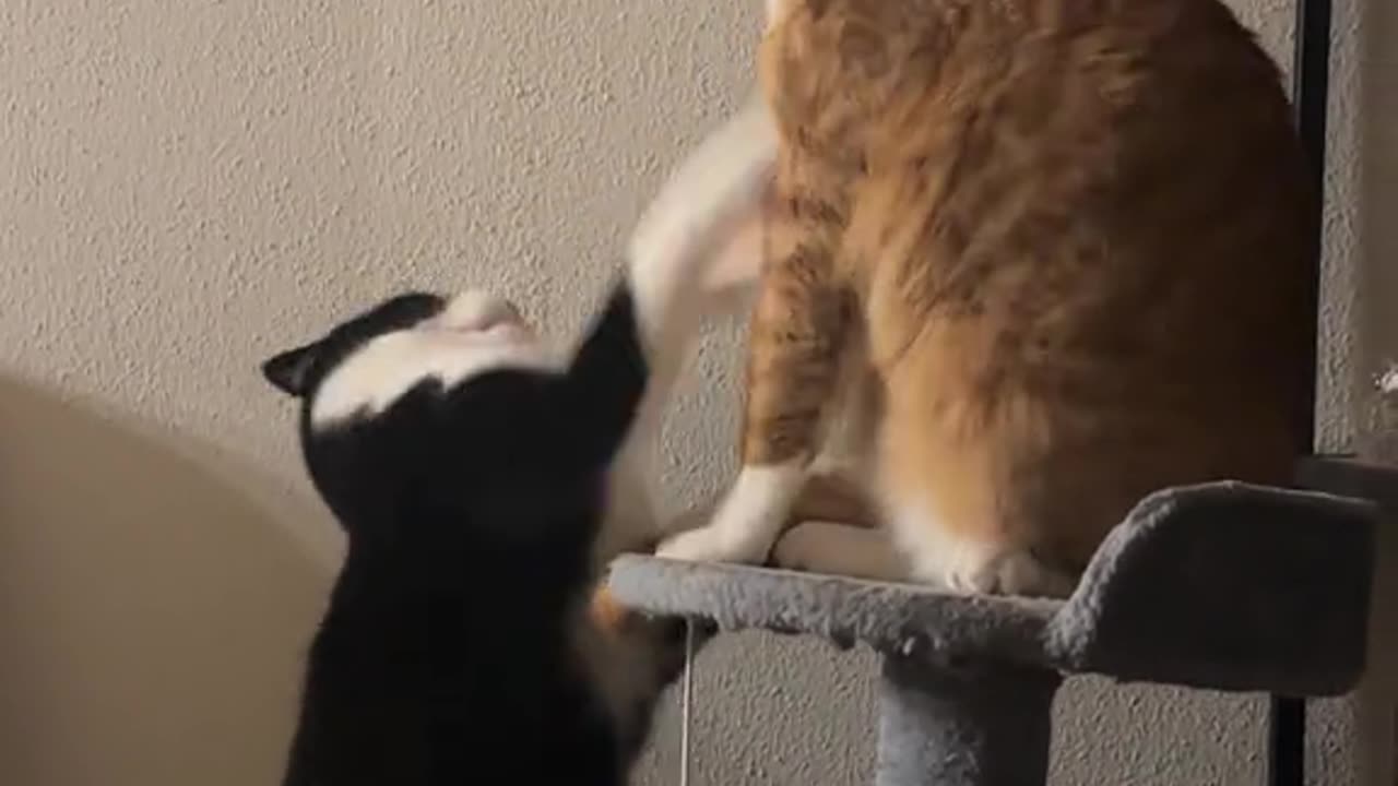 Fighting two cats very seriously😹😂😻